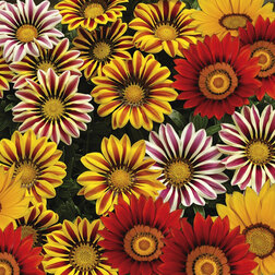 ����  ������� ���� ���� (1��-100��) ���������������� ������, ������ �� 1008 ���