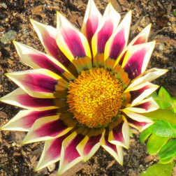 ����  ������� ������ ���� ���� ����� (1��-100��) ���������������� ������, ������ �� 1040 ���