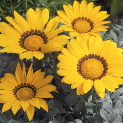 ����  ������� ������ ���� ����� (1��-100��) ���������������� ������, ������ �� 1040 ���