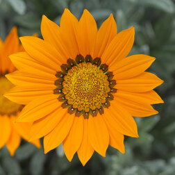 ����  ������� ������ ���� ����� (1��-100��) ���������������� ������, ������ �� 1040 ���