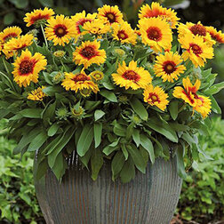 ����  ��������� ���� ����� ������� (1��-100��) ���������������� ������, ������ �� 1152 ���