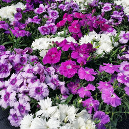 ����  �������� ����� ��������� ���� (1��-100��) ���������������� ������, ������ �� 848 ���