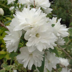 ����  ������ ������� (��������) ������ ���, ������ �� 510 ���