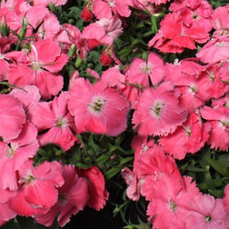 ����  �������� ����� ������ (1��-100��) ���������������� ������, ������ �� 848 ���