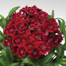 ����  �������� �������� �������� ��� (1��-100�����) ���������������� ������, ������ �� 1440 ���