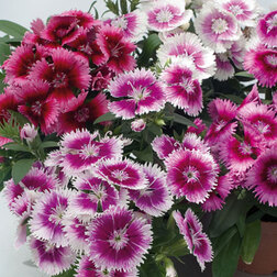 ����  �������� ���� �������� ���� (1��-100��) ���������������� ������, ������ �� 720 ���