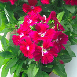 ����  �������� ���� ������ (1��-250��) ���������������� ������, ������ �� 1760 ���