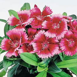 ����  �������� ���� ������� ������ (1��-250��) ���������������� ������, ������ �� 1760 ���