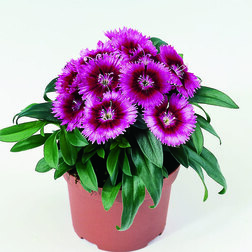 ����  �������� ���� ����� ������ (1��-100��) ���������������� ������, ������ �� 720 ���