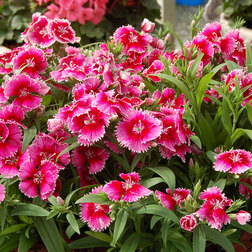 ����  �������� ���� ����� ������ (1��-250��) ���������������� ������, ������ �� 1760 ���