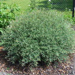 ����  ��� ��������� ����, ������ �� 425 ���