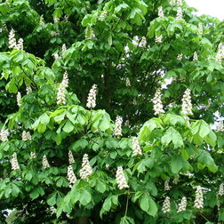 ����  ������� ������� �������� �������������, ������ �� 433 ���