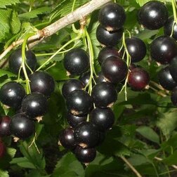 ����  ��������� ������ ������� �����, ������ �� 249 ���