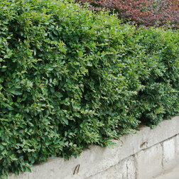 ����  ��������� ���������, ������ �� 212 ���