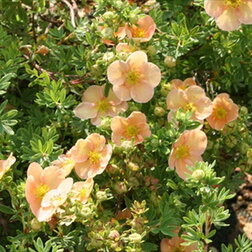 ����  �������� ������������� (�������), ������ �� 425 ���