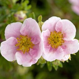 ����  �������� ������������� (���� ����), ������ �� 425 ���