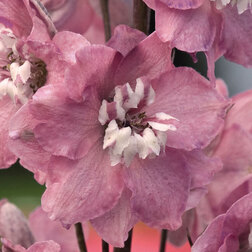 ����  ���������� ������� ������ �������� ����� ������� ���� �� (1��-250��) ���������������� ������, ������ �� 880 ���