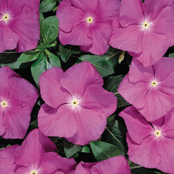 ����  ���������� ������� ����� (1��-100��) ���������������� ������, ������ �� 272 ���