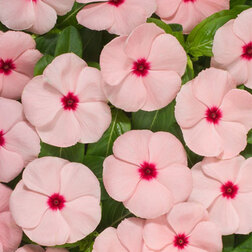 ����  ���������� ������� ��� (1��-100��) ���������������� ������, ������ �� 272 ���