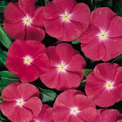 ����  ���������� ������� ����� (1��-100��) ���������������� ������, ������ �� 272 ���