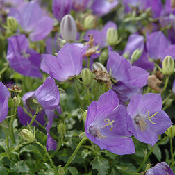 ����  ����������� ���������� ���� ��� ��� (1��-100��) ���������������� ������, ������ �� 560 ���