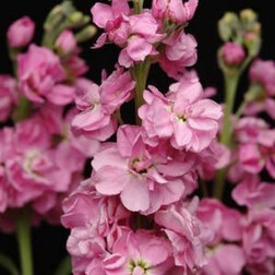 ����  �������� ��� ���� (1��-250��) ���������������� ������, ������ �� 640 ���