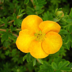 ����  �������� ������������� (���������), ������ �� 425 ���