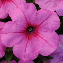 ����  ������� ��������� F1 ��� ���� ���� ���� (1��-100�����) ���������������� ������, ������ �� 4000 ���