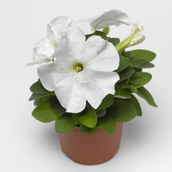 ����  ������� ����������� ����� ���� (1��-100�����) ���������������� ������, ������ �� 400 ���