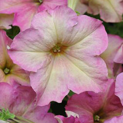 ����  ������� ����������� ��������� ����� ������ (1��-100�����) ���������������� ������, ������ �� 2400 ���