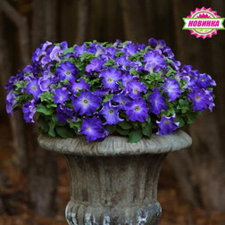 ����  ������� ����������� ��������� ��� ���� (1��-100�����) ���������������� ������, ������ �� 2400 ���