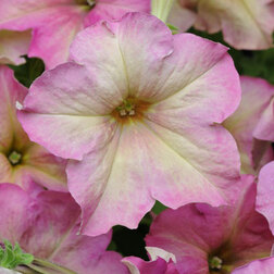 ����  ������� ����������� ��������� �������� (1��-100�����) ���������������� ������, ������ �� 2400 ���