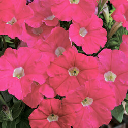 ����  ������� ���������� ��������� ���� (1��-100�����) ���������������� ������, ������ �� 528 ���