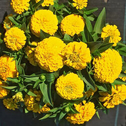 ����  ������ �������� ����� (1��-250��) ���������������� ������, ������ �� 1200 ���