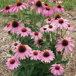 ����  �������� ����� �������� ��� ���� (1��-250��) ���������������� ������, ������ �� 2080 ���