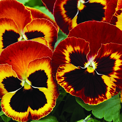 ����  ����� ��������������� ������ �� ���� (1��-1000��)���������������� ������, ������ �� 8000 ���