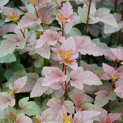 ����  ������� �������������� ��� ����� (�������������), ������ �� 416 ���