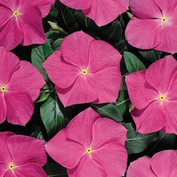 ����  ���������� ������� ��� ���� (1��-1000��) ���������������� ������, ������ �� 2240 ���