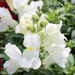 ����  ������� ��� ������ ���� (1��-1000��) ���������������� ������, ������ �� 2080 ���