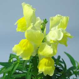 ����  ������� ��� ������ ����� (1��-1000��) ���������������� ������, ������ �� 2080 ���