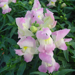 ����  ������� ��� ������ �������� ���� (1��-1000��) ���������������� ������, ������ �� 2080 ���