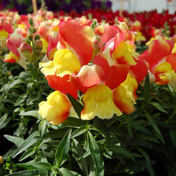 ����  ������� ��� ������ ����� ��� ����� (1��-1000��) ���������������� ������, ������ �� 2080 ���