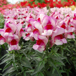 ����  ������� ��� ������ ����� ����� (1��-1000��) ���������������� ������, ������ �� 2080 ���