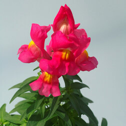 ����  ������� ��� ������ ���� (1��-1000��), ������ �� 2080 ���