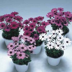 ����  ������������ ���� ���� (1��-1000��) ���������������� ������, ������ �� 32000 ���