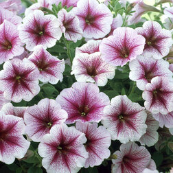 ����  ������� ��������� ����� ��������� ��� (1��-1000�����) ���������������� ������, ������ �� 26400 ���