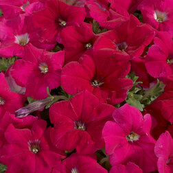 ����  ������� ����������� ��������� ���� (1��-1000�����) ���������������� ������, ������ �� 1232 ���