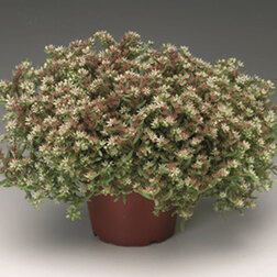 ����  ����� ����� ������� ����� (1��-1000��)���������������� ������, ������ �� 3040 ���