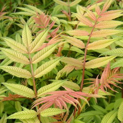 ����  �������� ������������� ���, ������ �� 425 ���