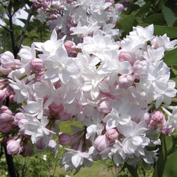 ����  ������ ������������ ��������� ������, ������ �� 595 ���